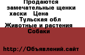 Продаются замечательные щенки хаски › Цена ­ 13 000 - Тульская обл. Животные и растения » Собаки   